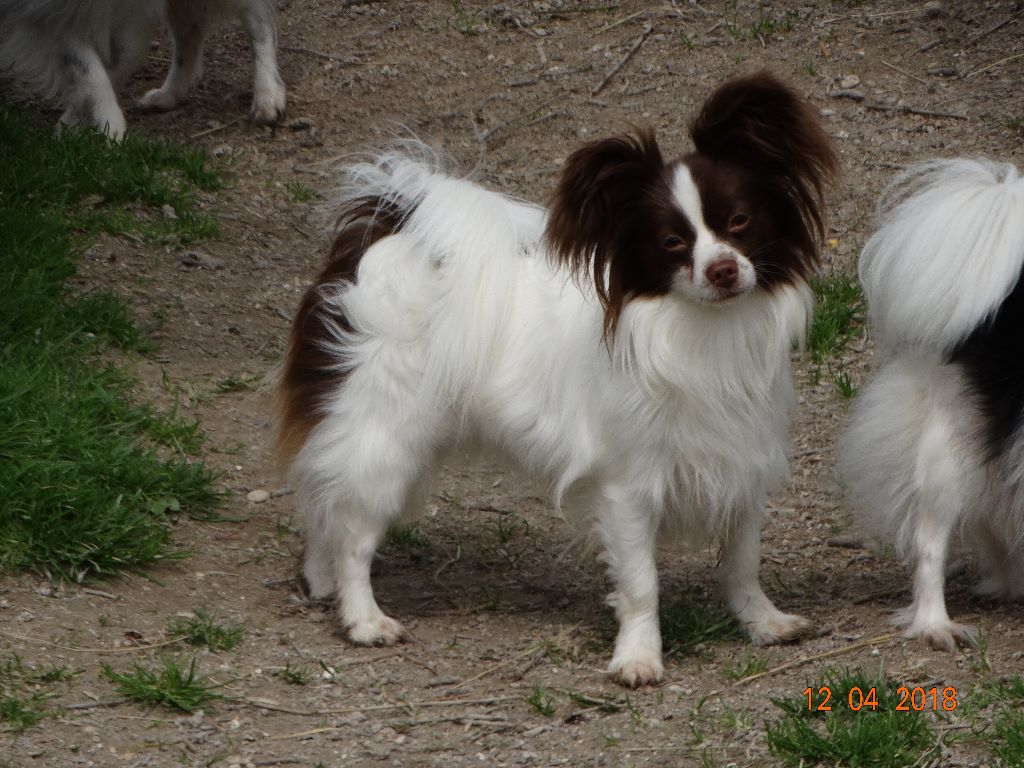 Mirabelle De La Vallée De La Py