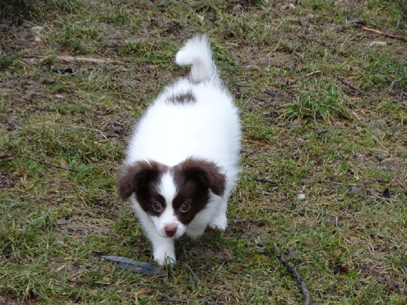 Mirabelle De La Vallée De La Py