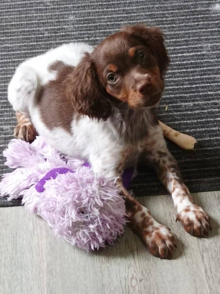 Toto De La Vallée De La Py