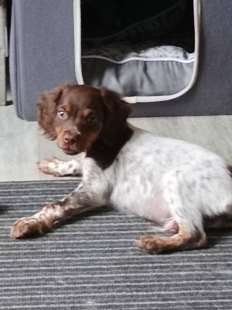 Toto De La Vallée De La Py