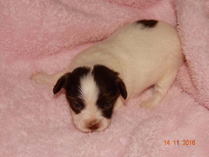 Mirabelle De La Vallée De La Py