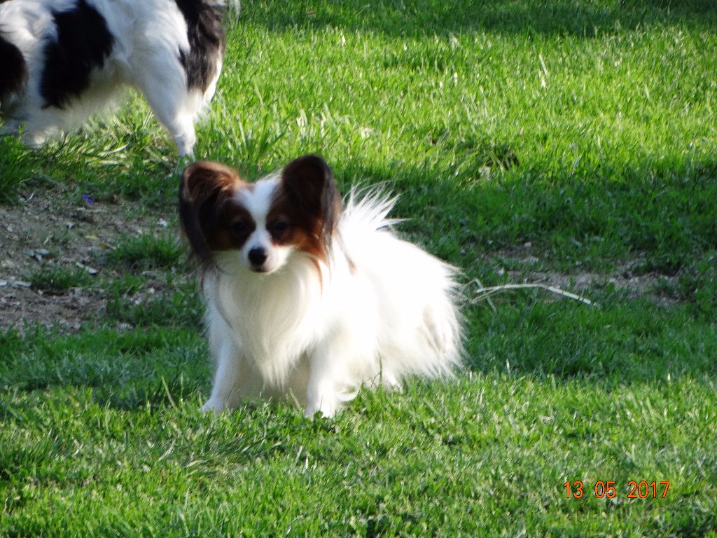 Jepp De La Vallée De La Py