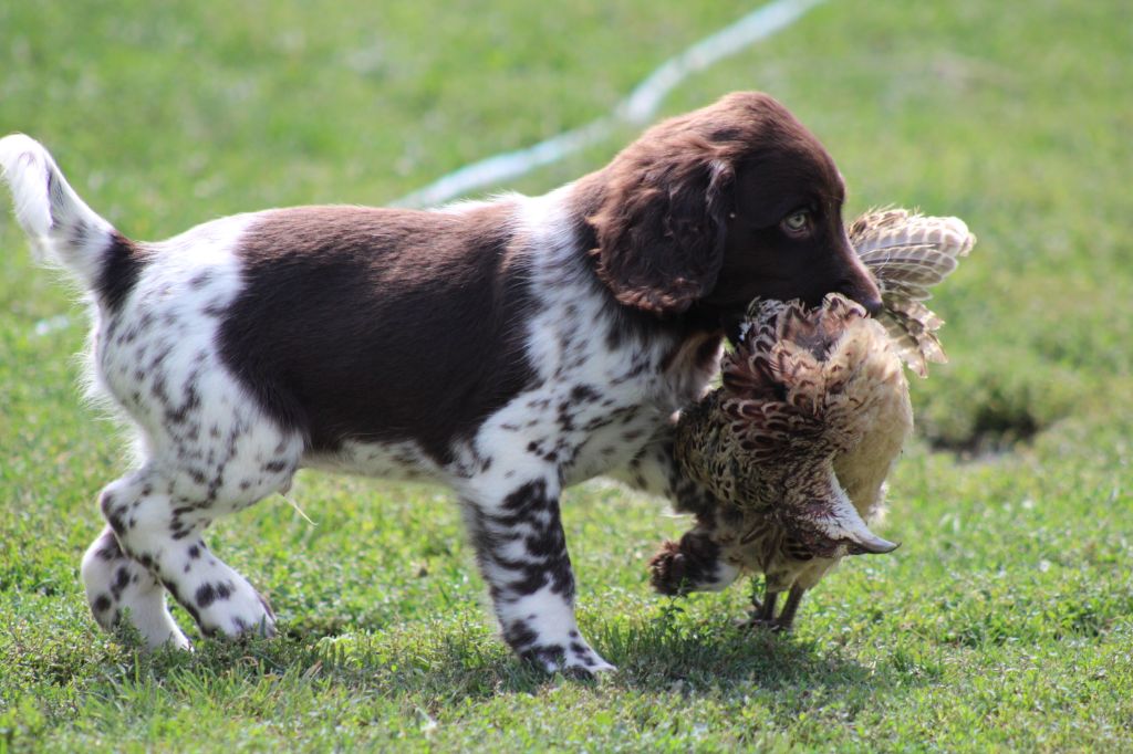 Alpha De La Vallée De La Py