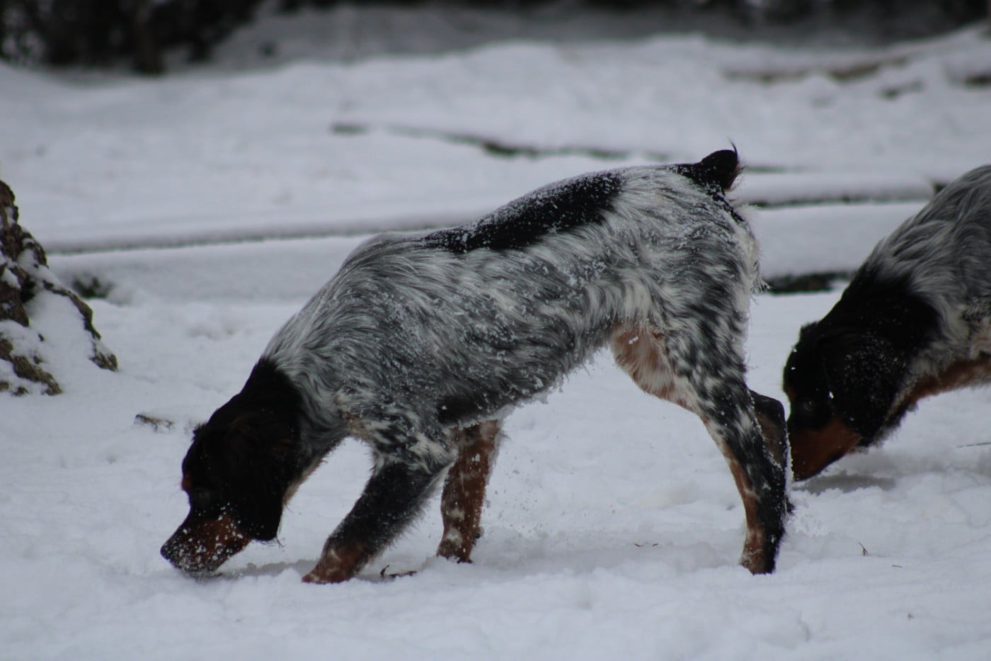 Ava De La Vallée De La Py