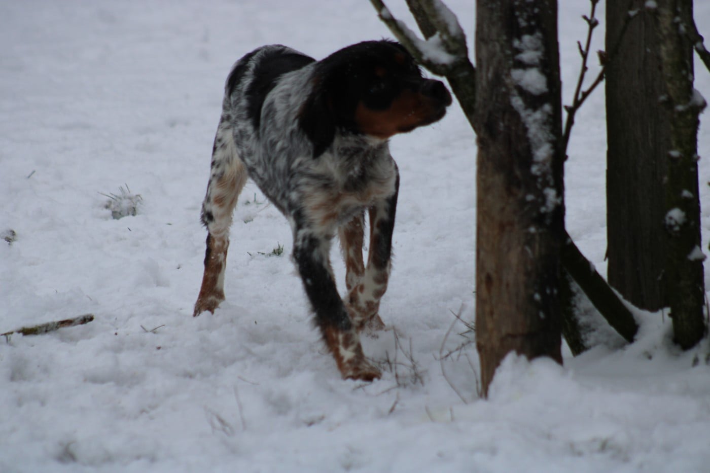 Amos De La Vallée De La Py