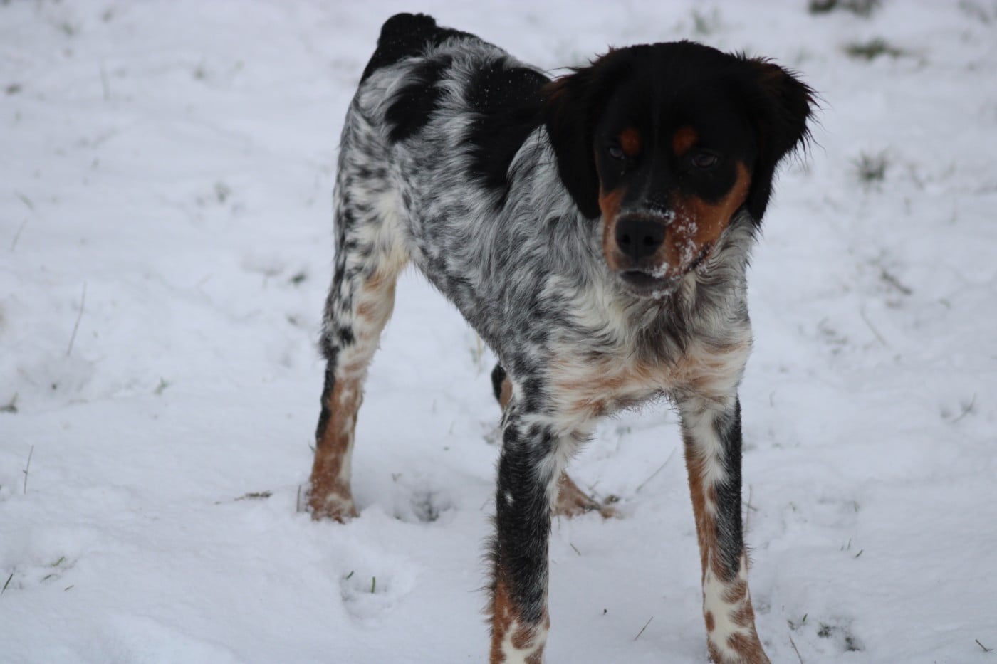 Amos De La Vallée De La Py