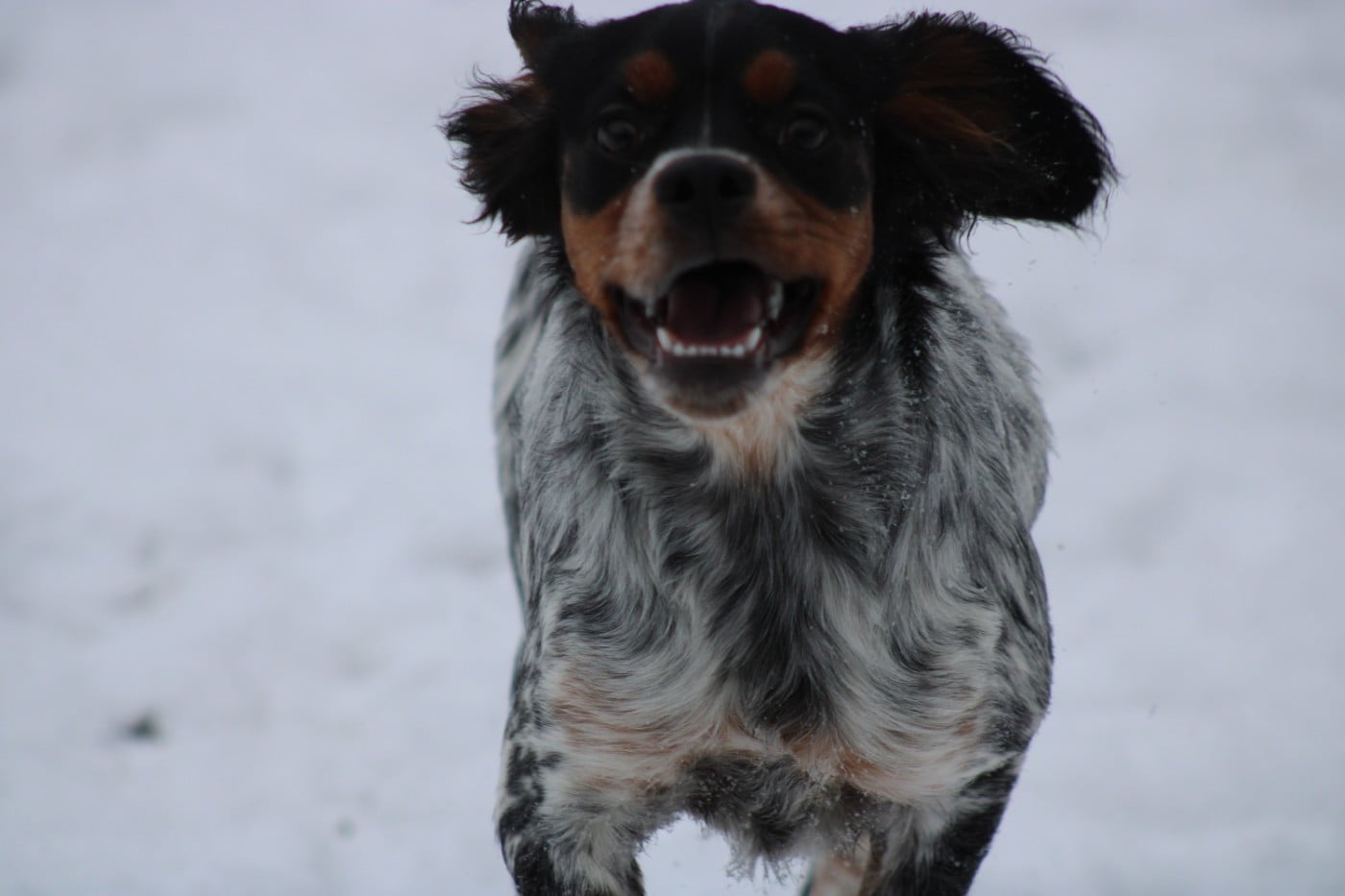 Amos De La Vallée De La Py