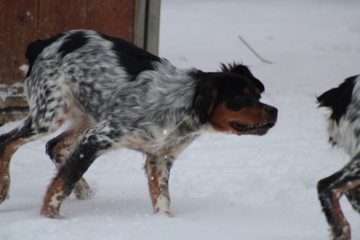 Amos De La Vallée De La Py