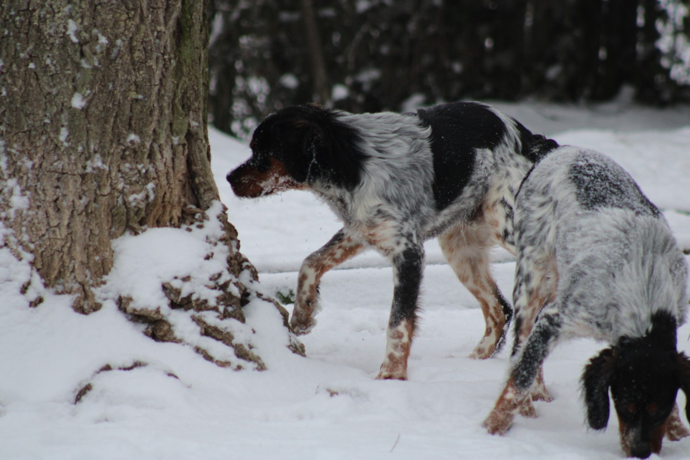 Amos De La Vallée De La Py