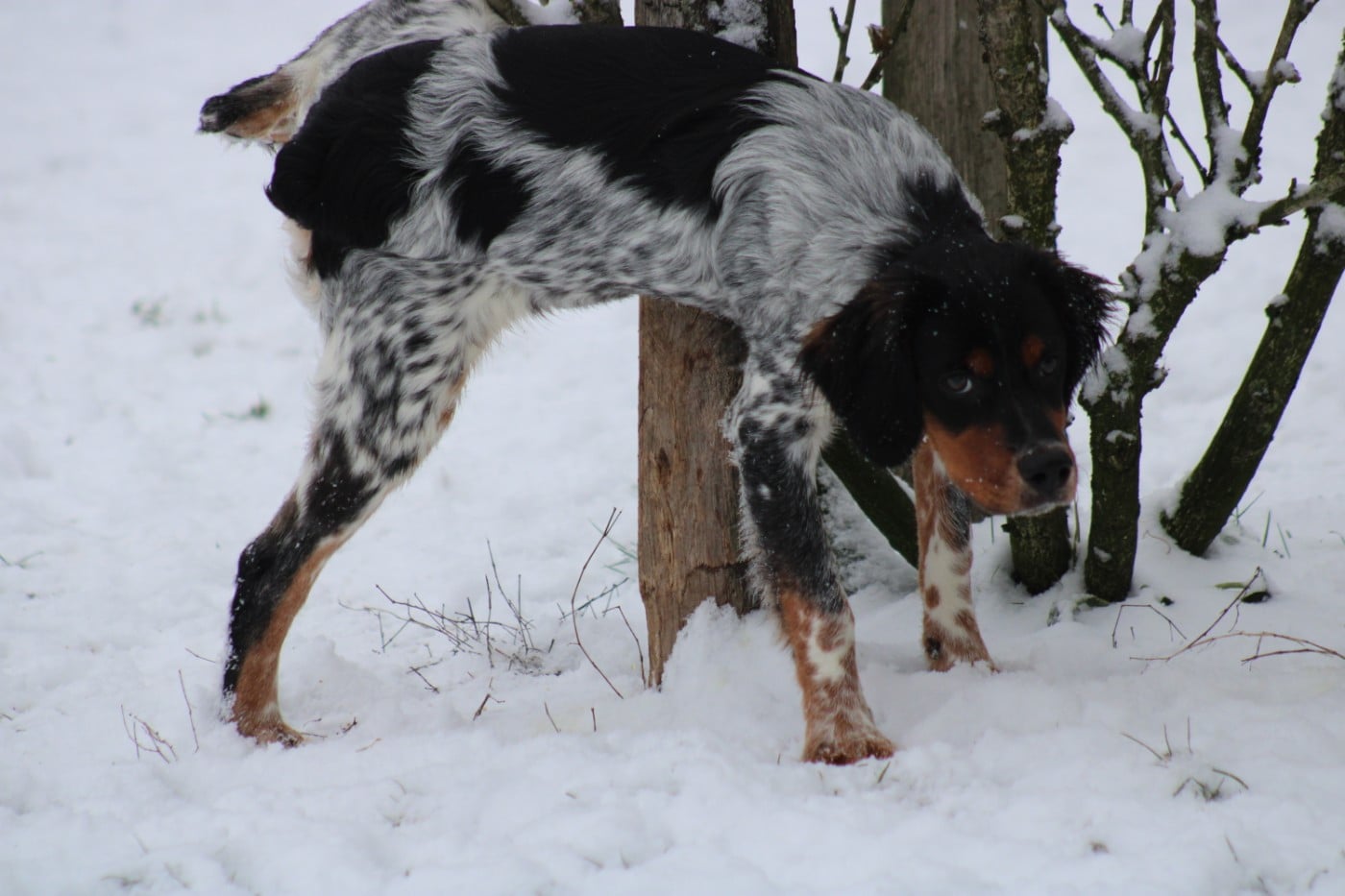 Amos De La Vallée De La Py