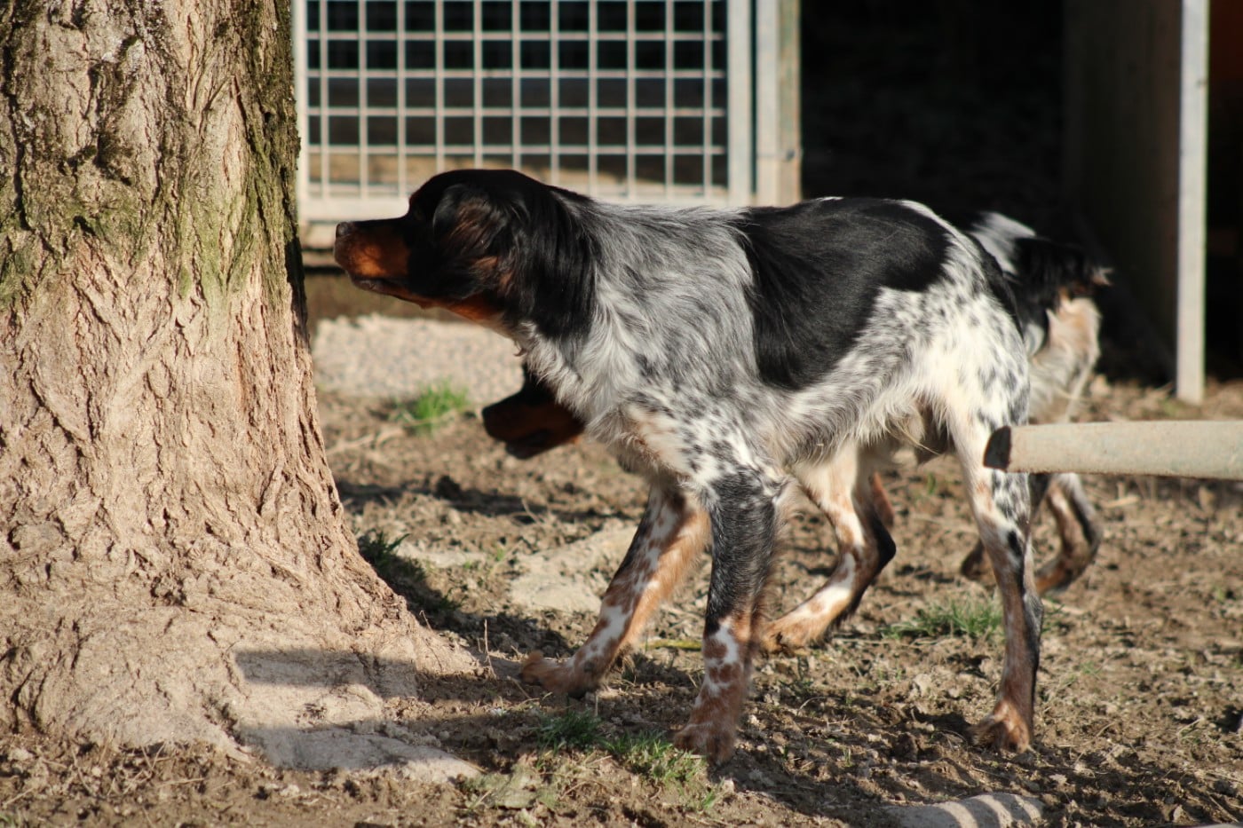 Amos De La Vallée De La Py