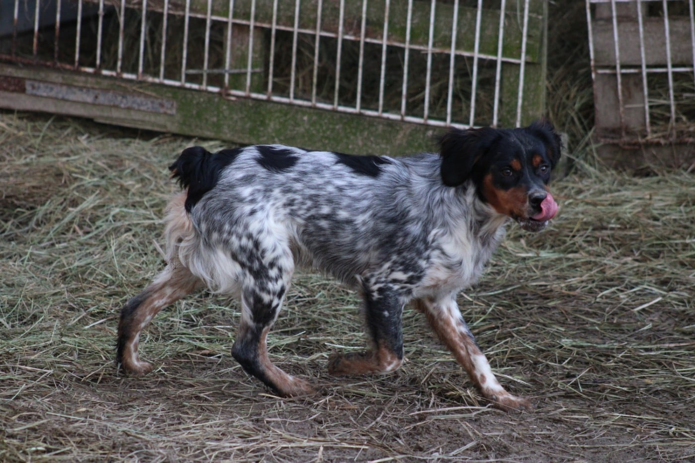 Amos De La Vallée De La Py