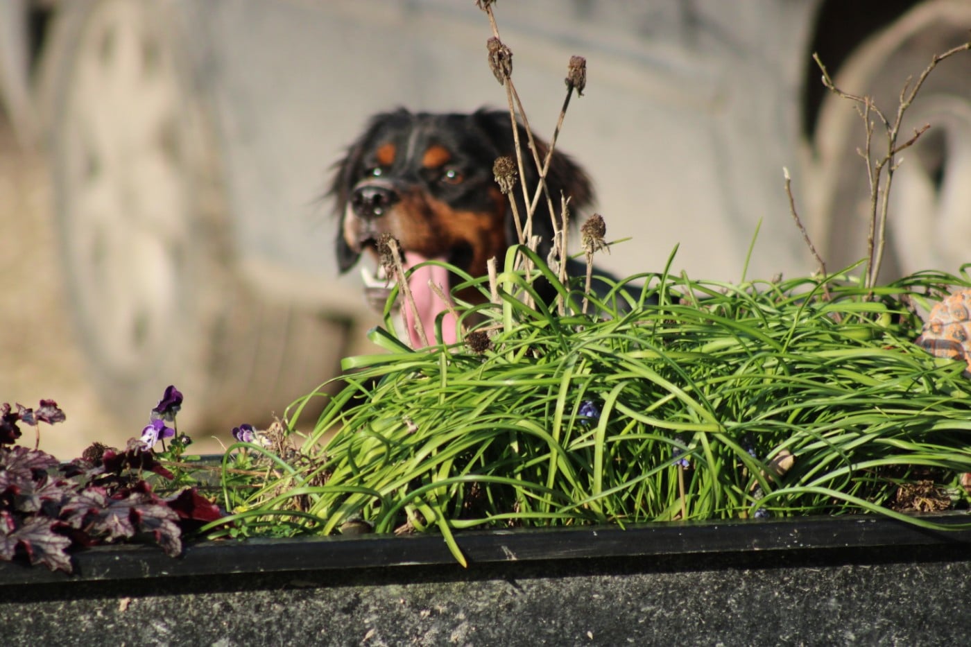 Amos De La Vallée De La Py