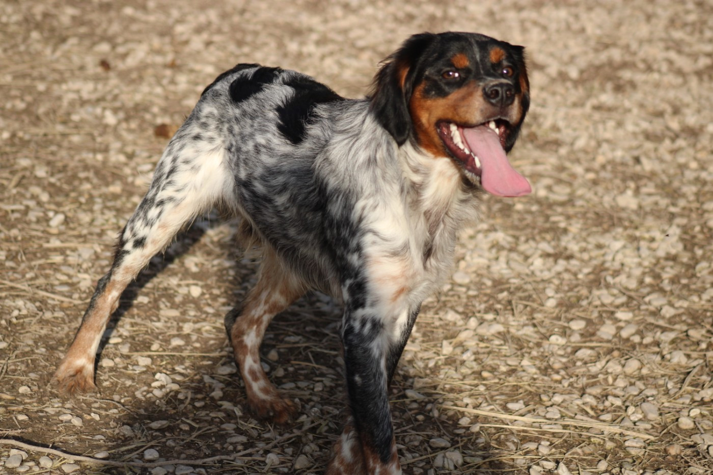 Amos De La Vallée De La Py