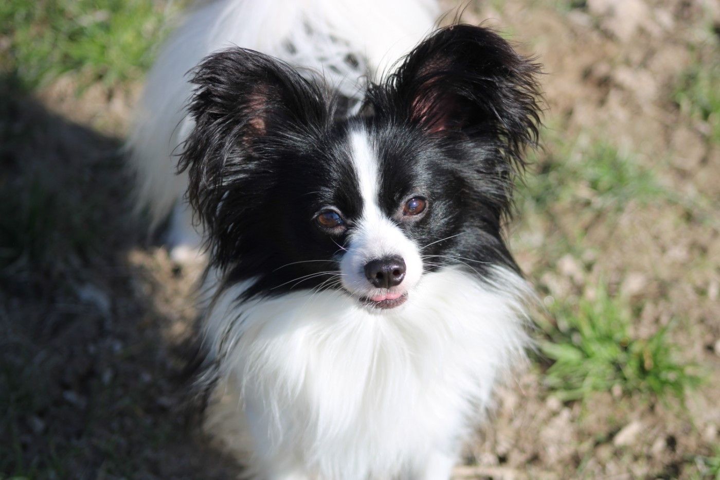 Vagabond De La Vallée De La Py