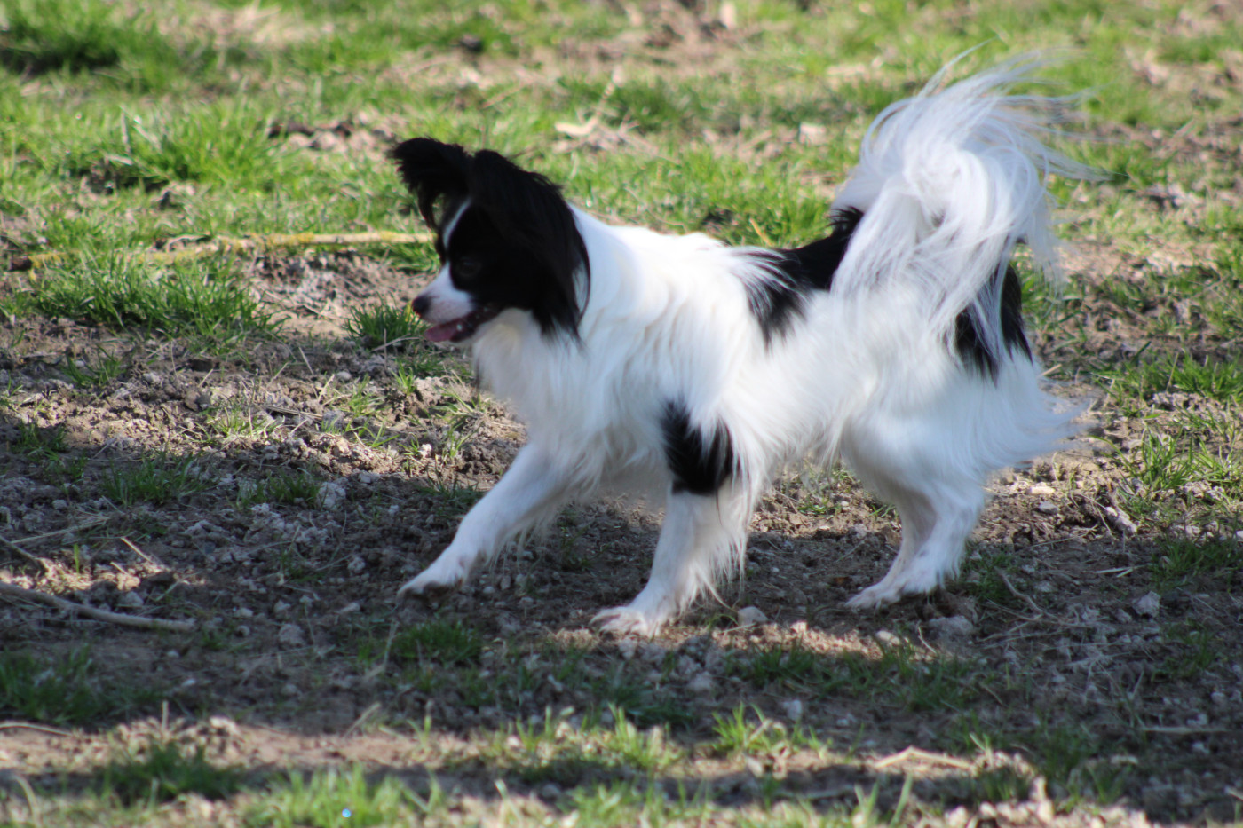 Vagabond De La Vallée De La Py