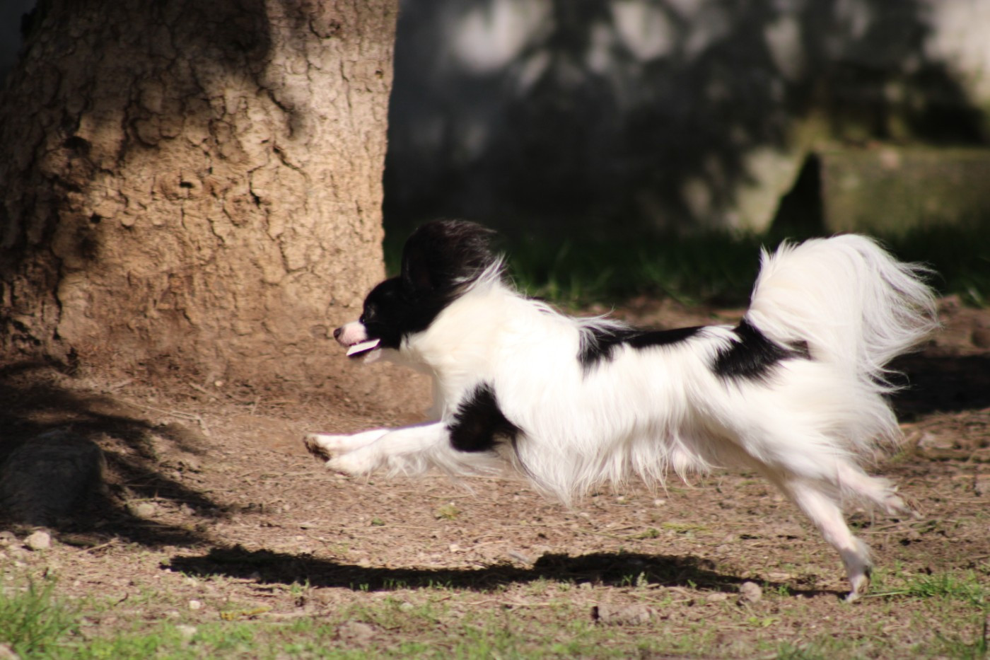 Vagabond De La Vallée De La Py