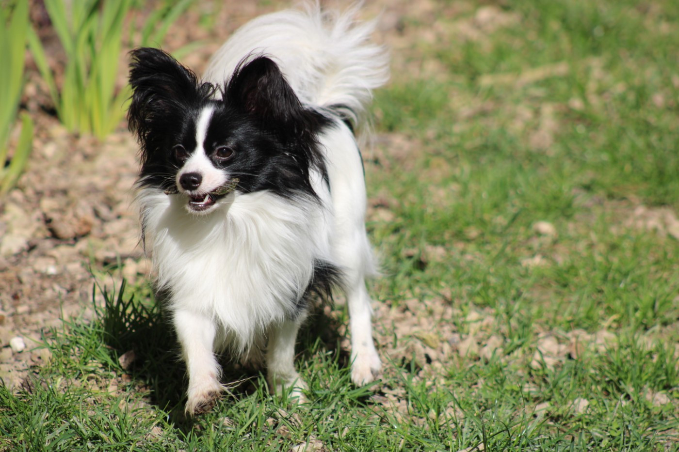 Vagabond De La Vallée De La Py