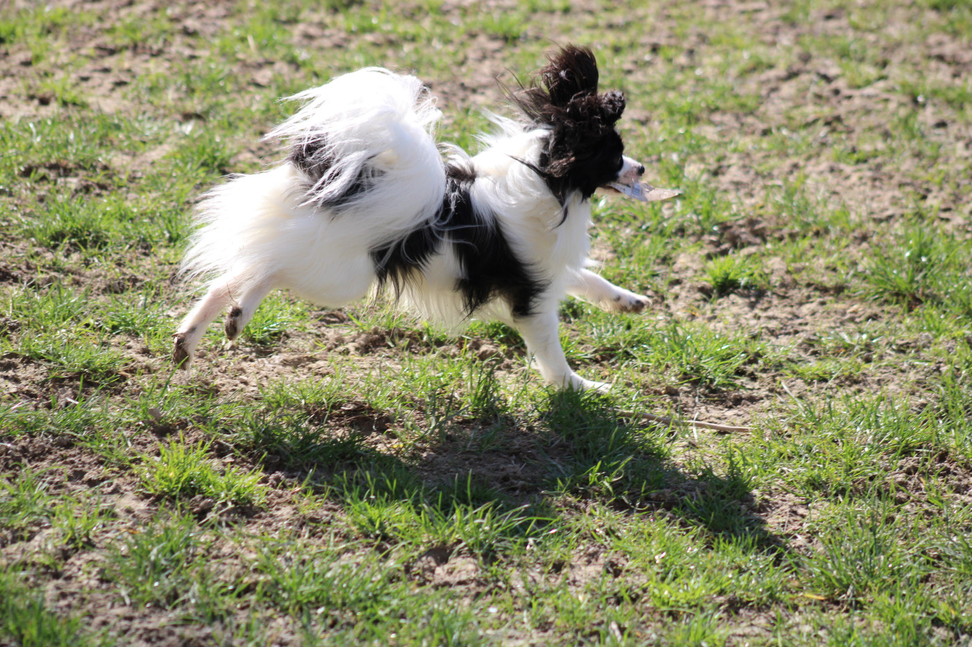 Vagabond De La Vallée De La Py