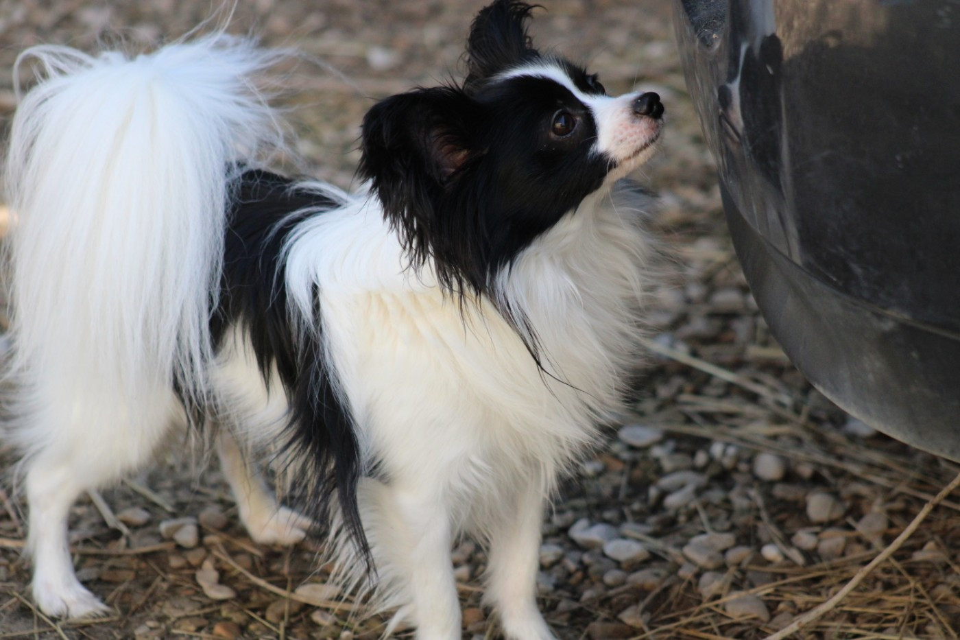 Vagabond De La Vallée De La Py
