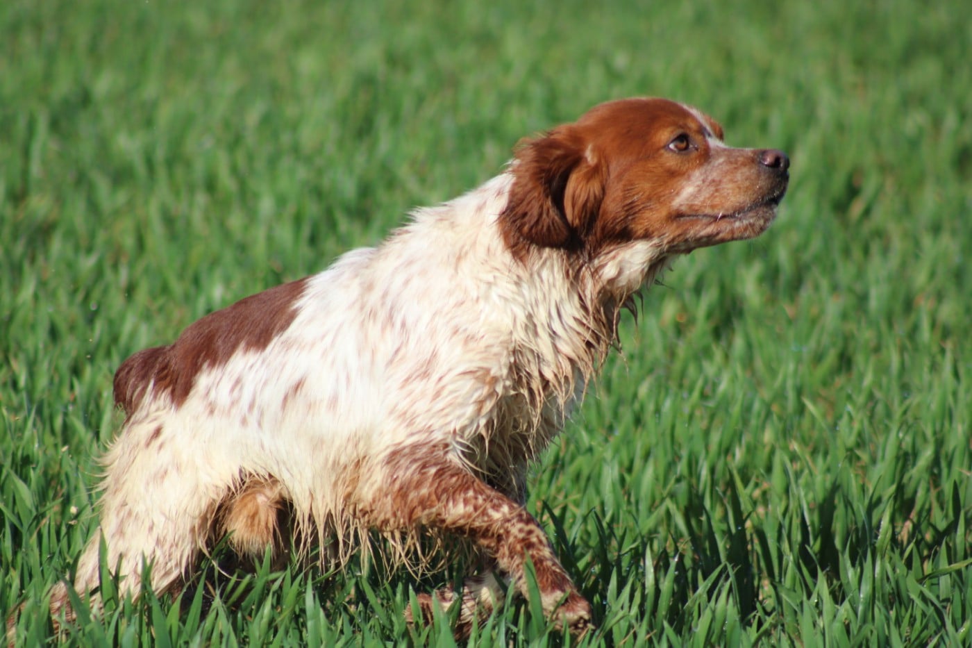 Artus De La Vallée De La Py