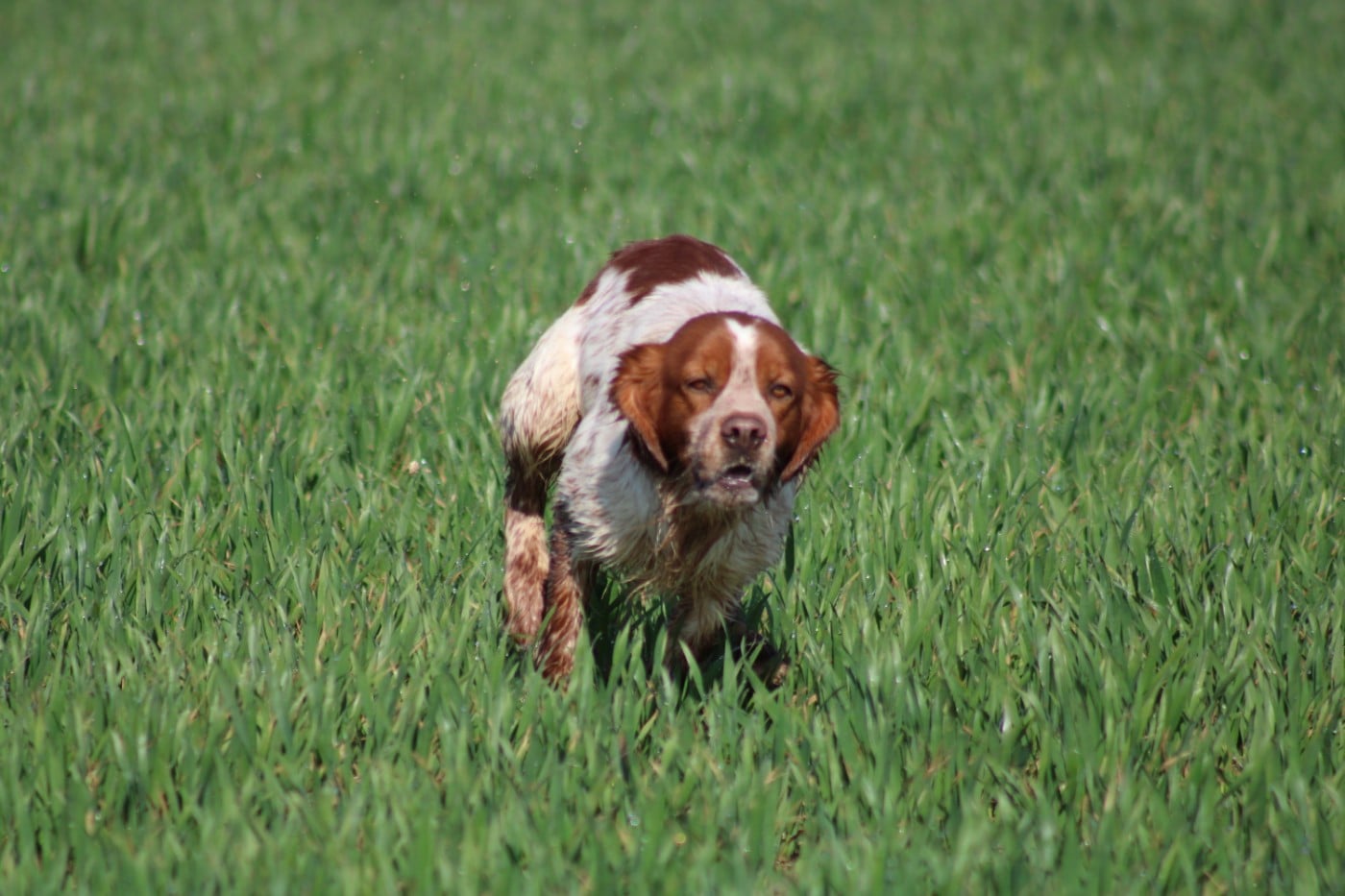 Artus De La Vallée De La Py