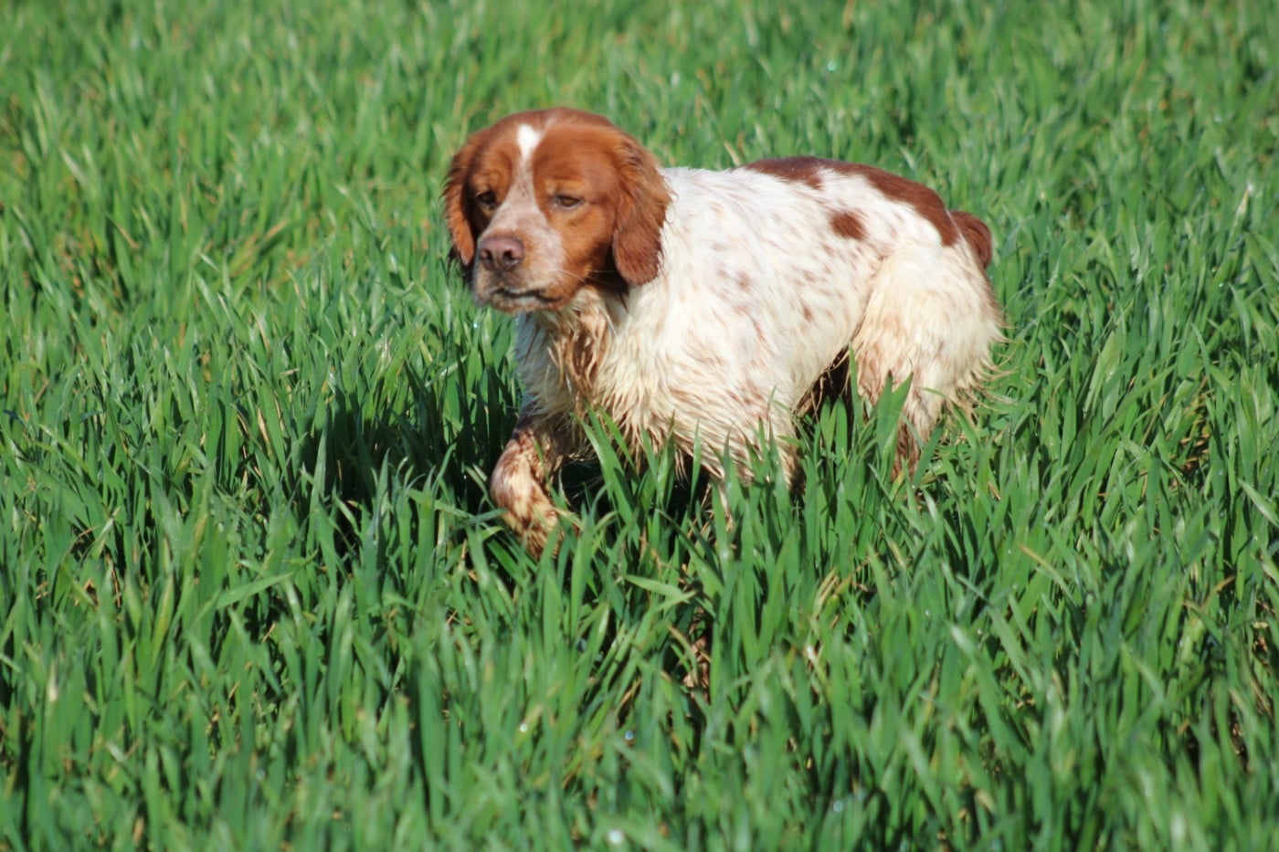 Artus De La Vallée De La Py