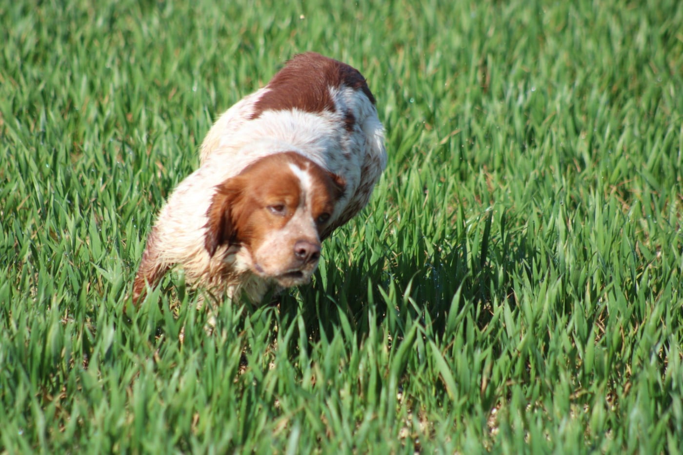 Artus De La Vallée De La Py
