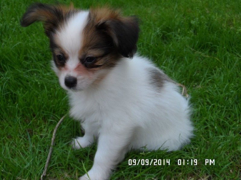 Jepp De La Vallée De La Py