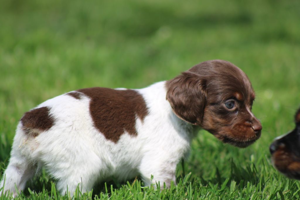 Toto De La Vallée De La Py