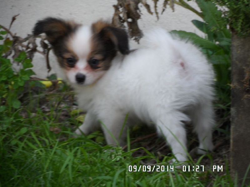 Jepp De La Vallée De La Py