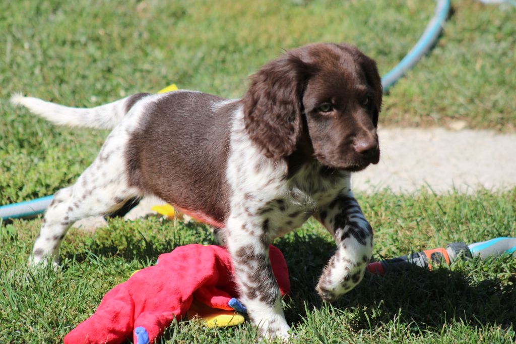 Alpha De La Vallée De La Py