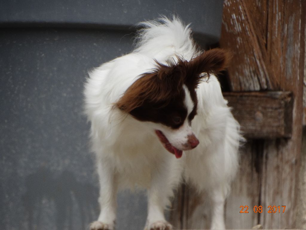 Mirabelle De La Vallée De La Py