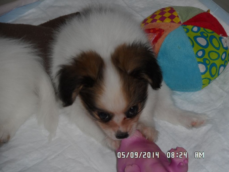 Jepp De La Vallée De La Py