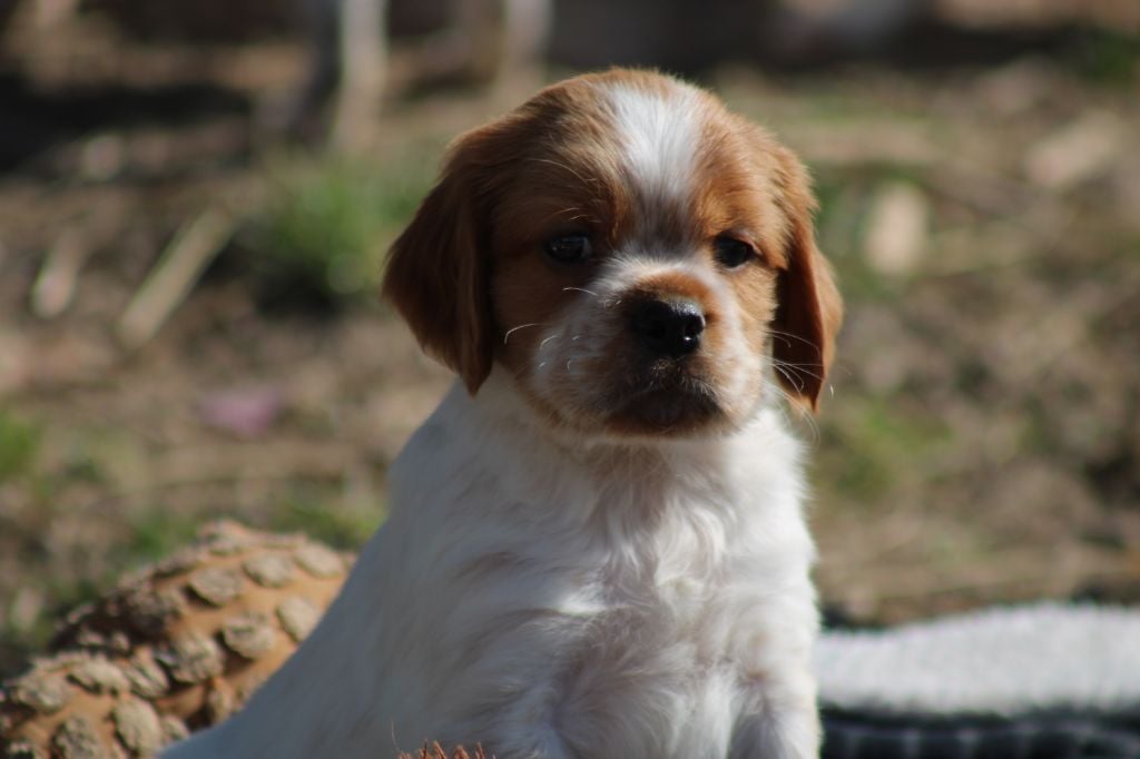 Artus De La Vallée De La Py