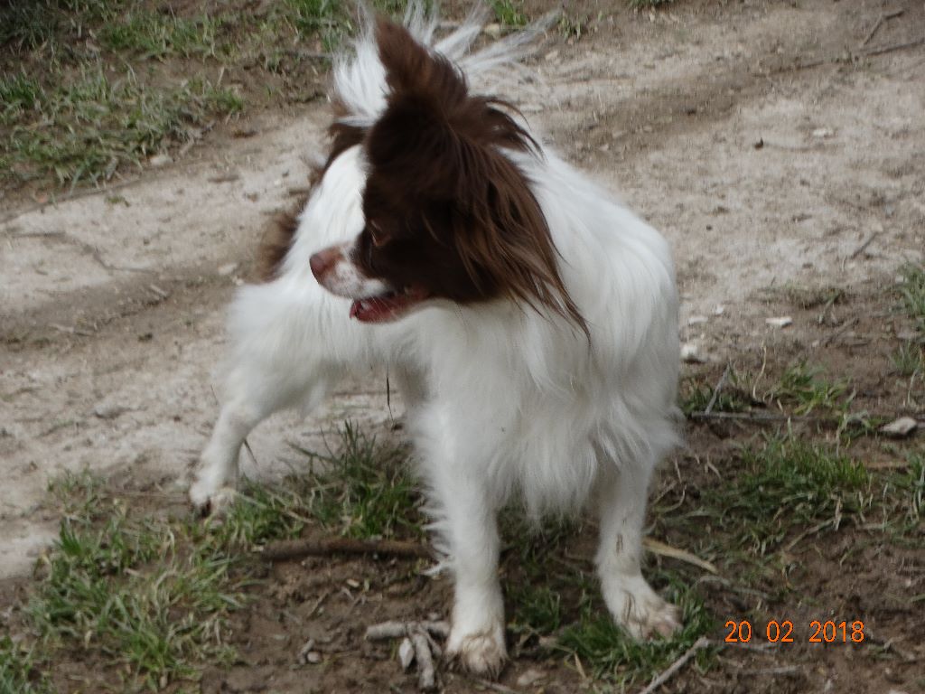 Mirabelle De La Vallée De La Py