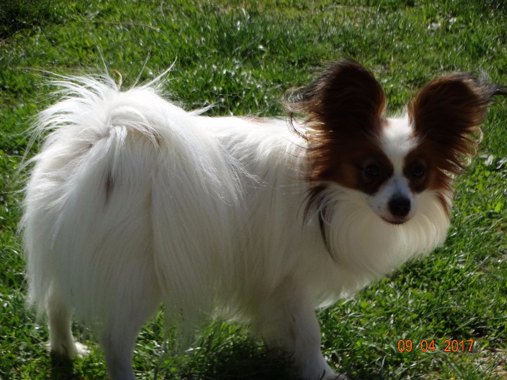 Jepp De La Vallée De La Py