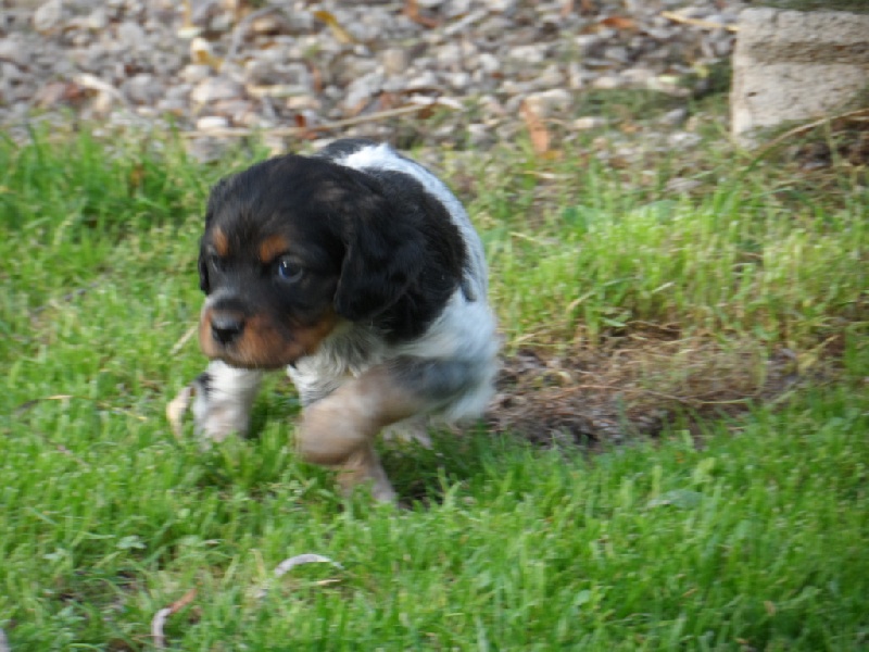 Harper De La Vallée De La Py