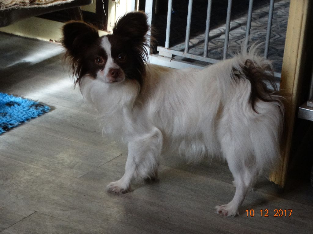 Mirabelle De La Vallée De La Py