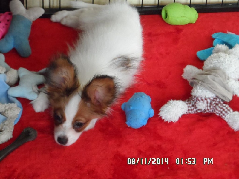 Jepp De La Vallée De La Py