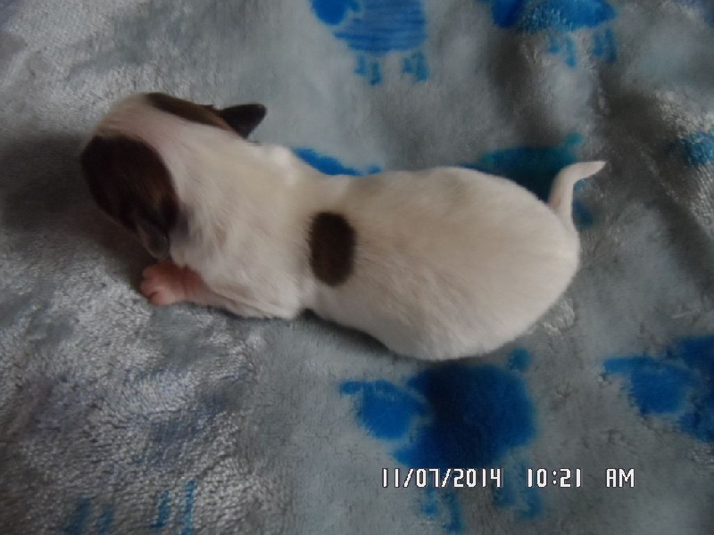 Jepp De La Vallée De La Py