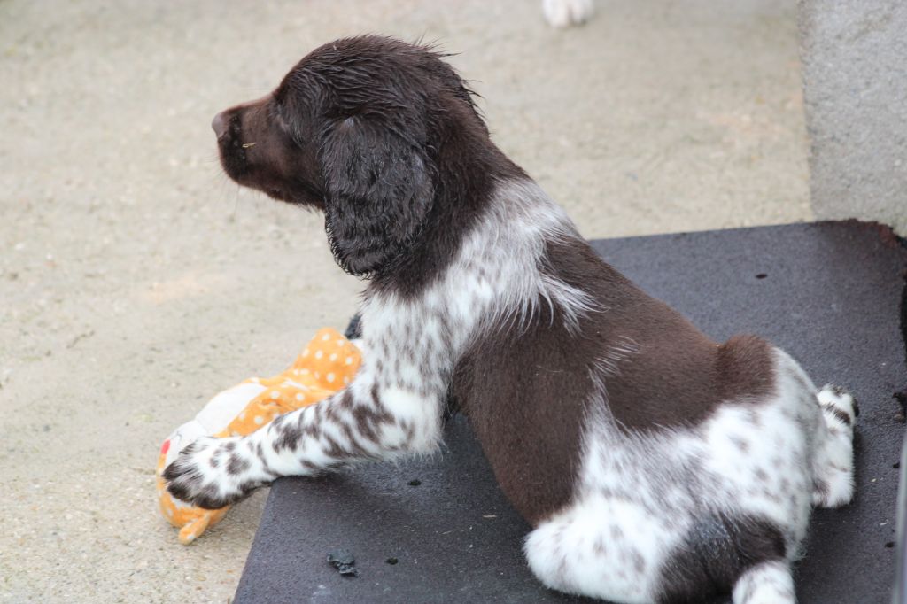 Alpha De La Vallée De La Py