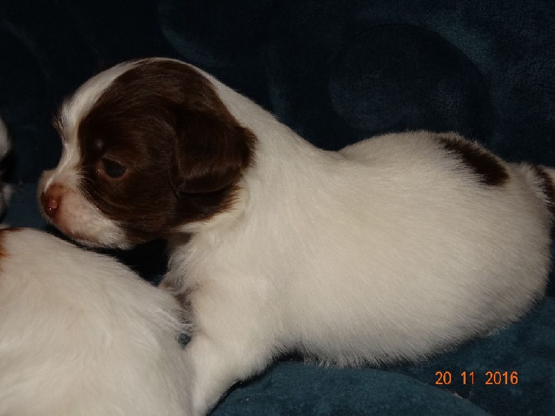 Mirabelle De La Vallée De La Py