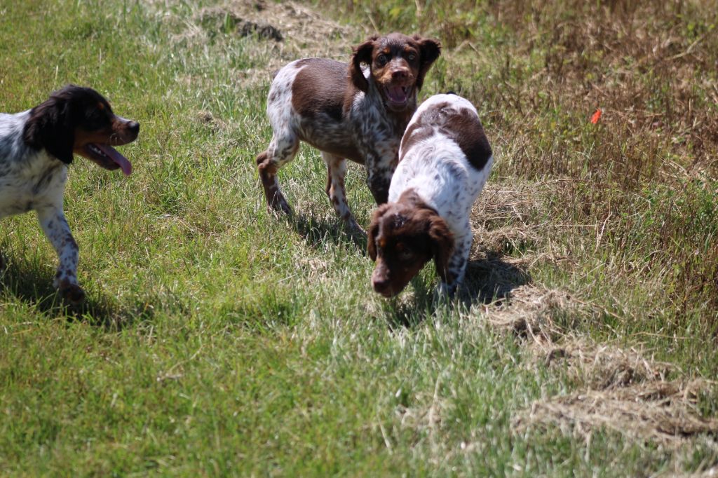 Toto De La Vallée De La Py