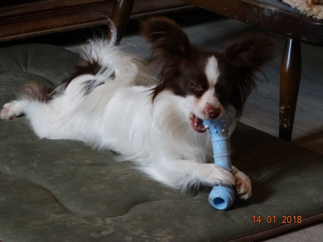 Mirabelle De La Vallée De La Py