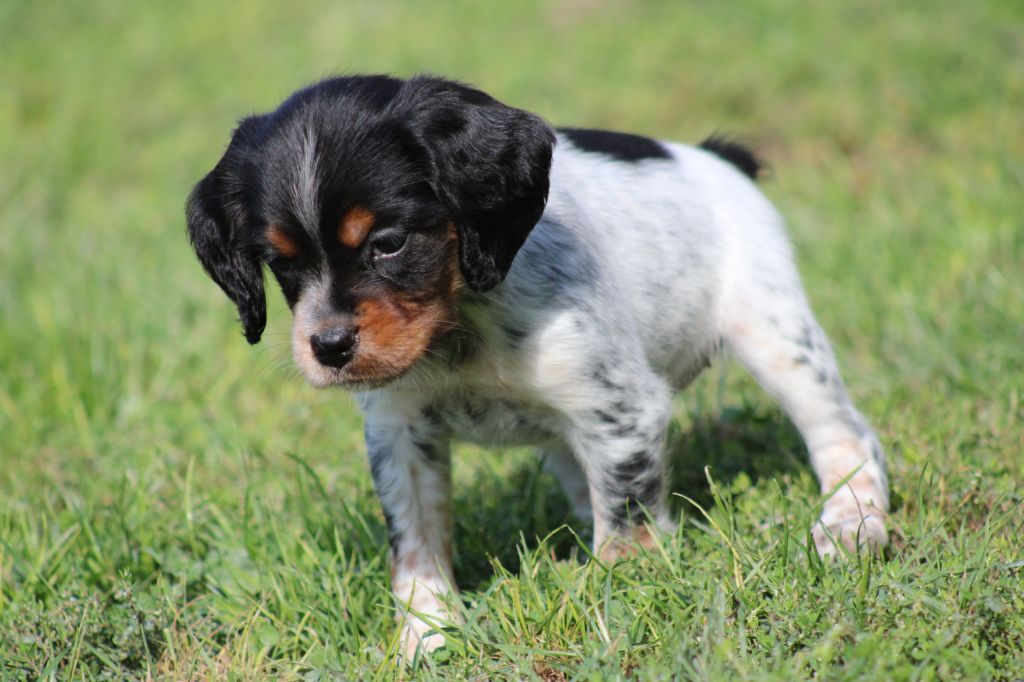 Publication : De La Vallée De La Py