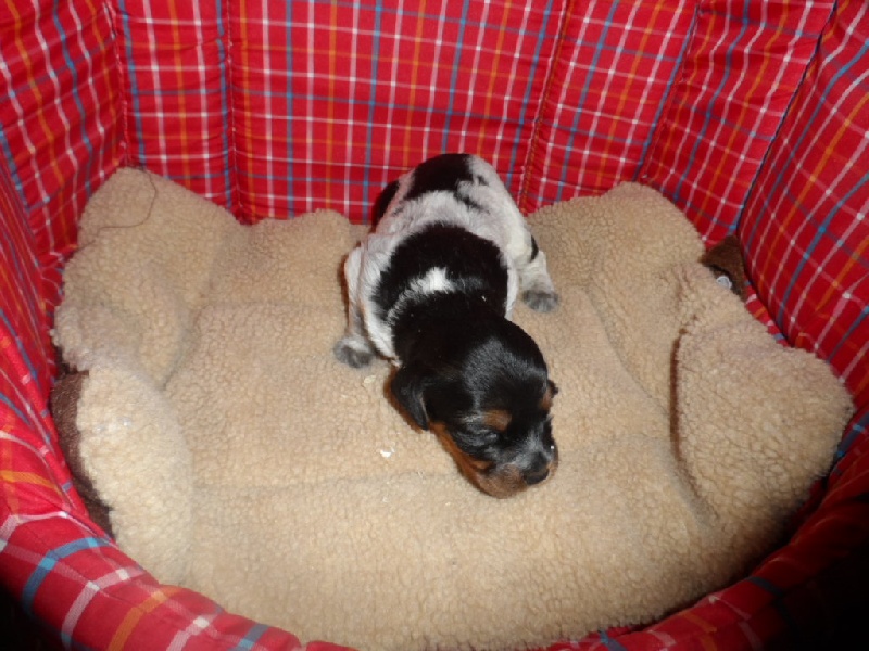 Harper De La Vallée De La Py