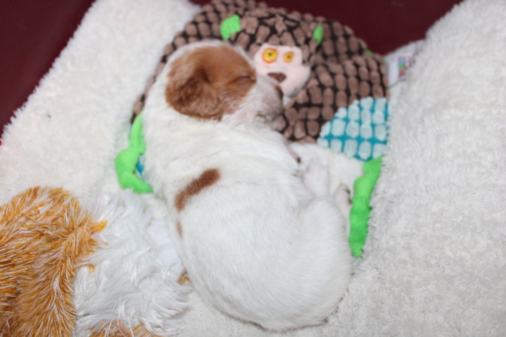 Tcho De La Vallée De La Py