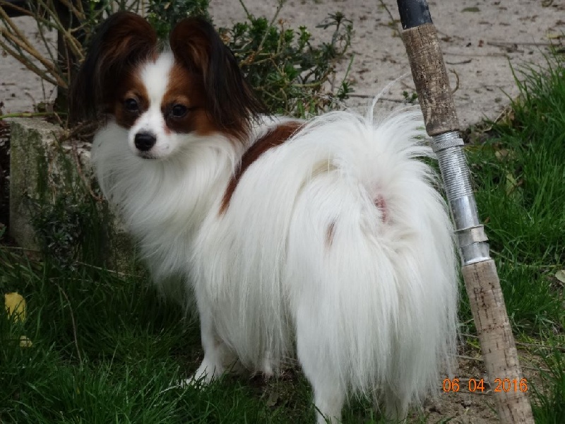 Jepp De La Vallée De La Py