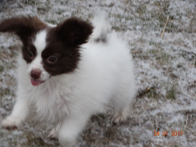 Mirabelle De La Vallée De La Py